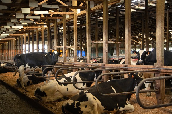 American dairy cow is among the world's most efficient — UN FAO - Darigold