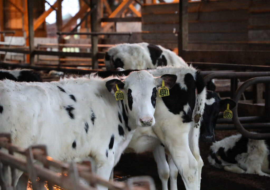 Experts outline dairy's real-world path to a climate-neutral future ...