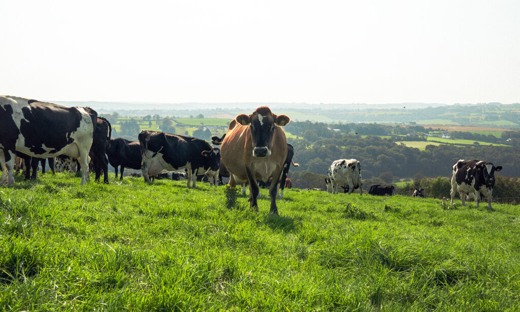 Irish Farm Aims To Be Worlds First Climate Neutral Dairy Darigold 9807