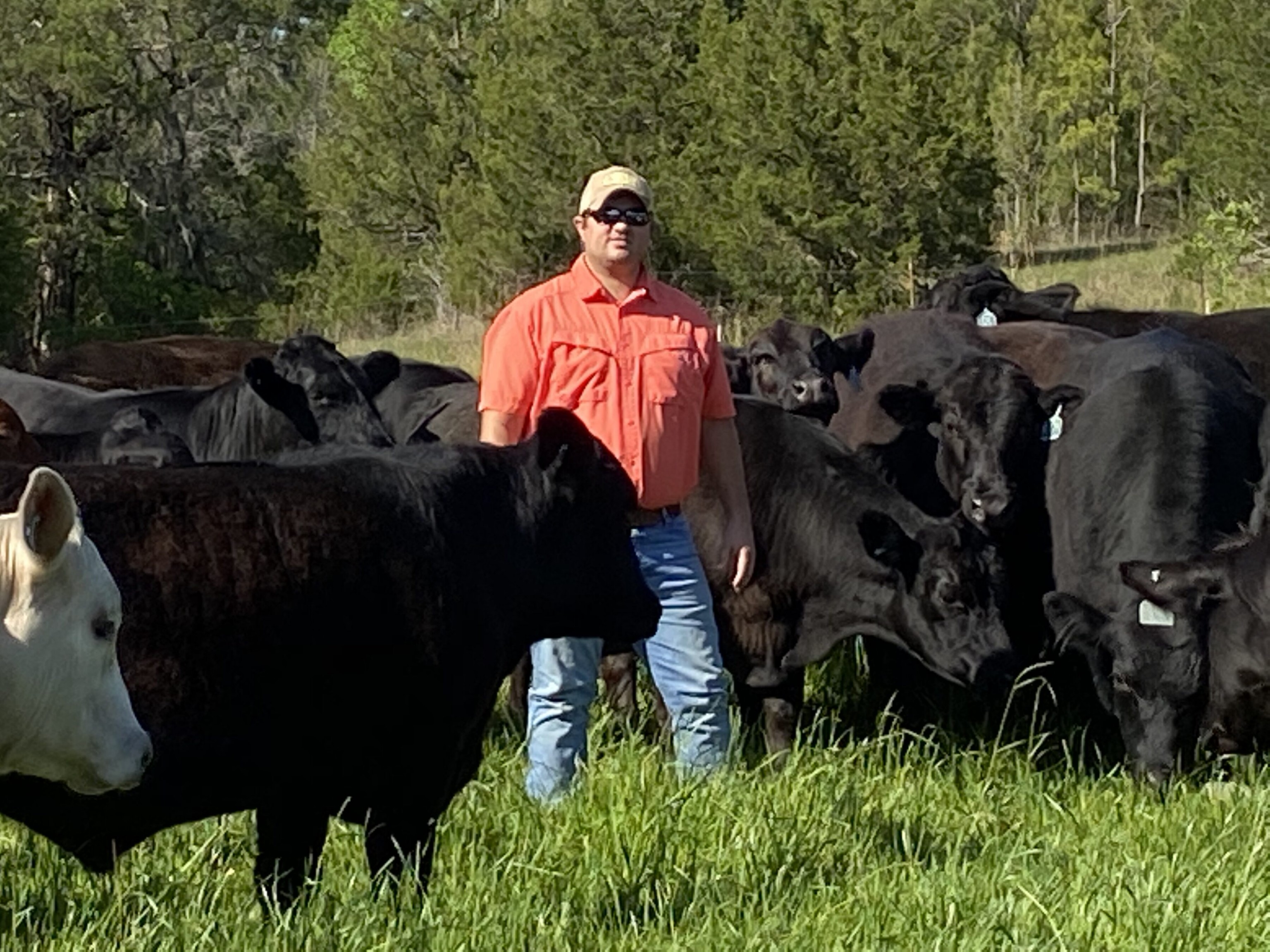 Cattle rancher wins climate-friendly soil-building contest - Darigold