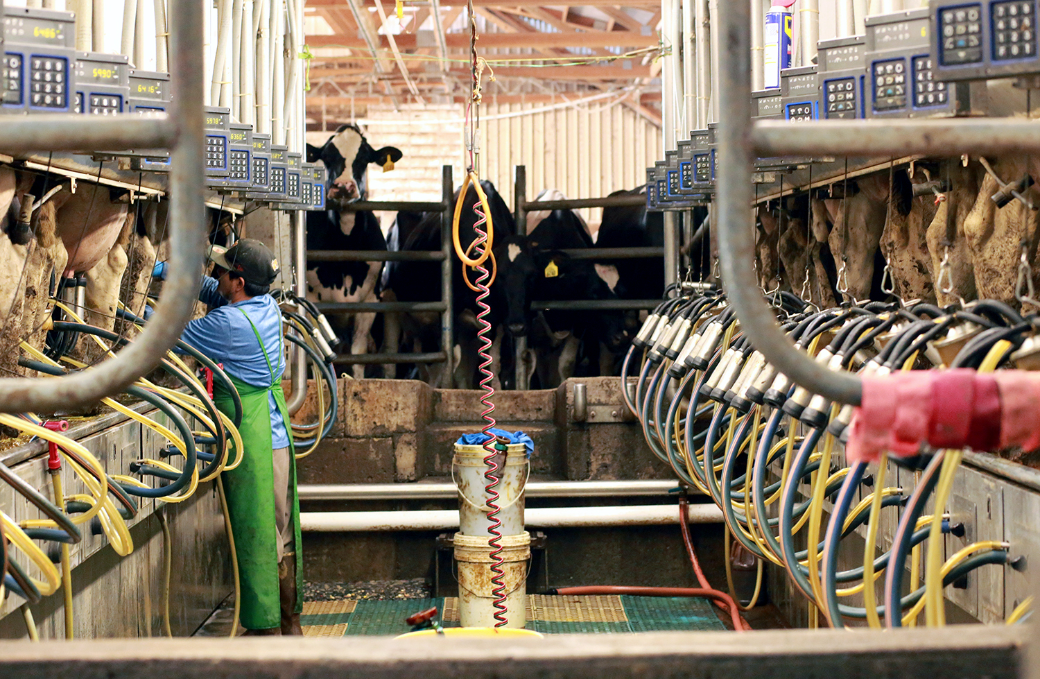 Employee training is integral to safety on dairy farms | Darigold