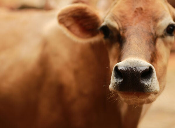 https://www.darigold.com/wp-content/uploads/close-up-jersey-cow-the-daily-churn-600x440.jpg
