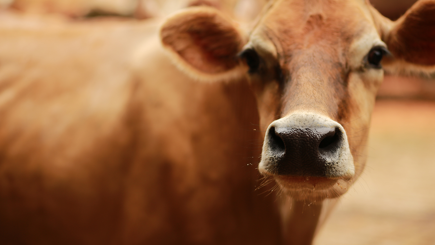 Why a dietary shift away from dairy won't save the planet - Darigold